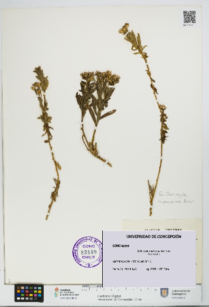 Gutierrezia espinosae [Espécimen: UDEC:CONC:0082899]