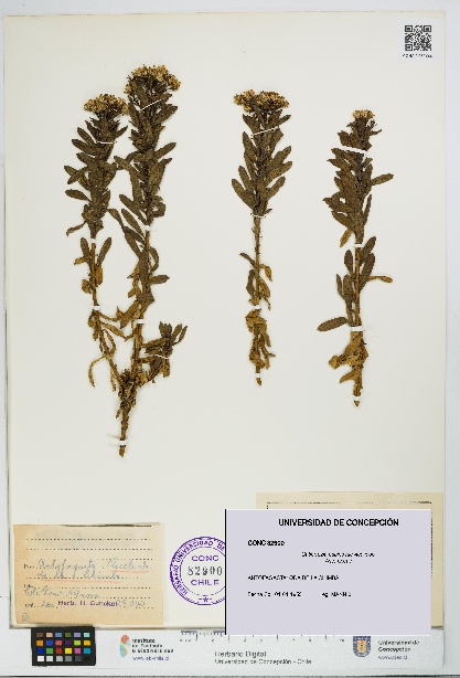 Gutierrezia espinosae [Espécimen: UDEC:CONC:0082900]