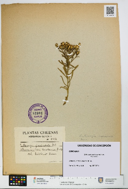 Gutierrezia espinosae [Espécimen: UDEC:CONC:0082901]