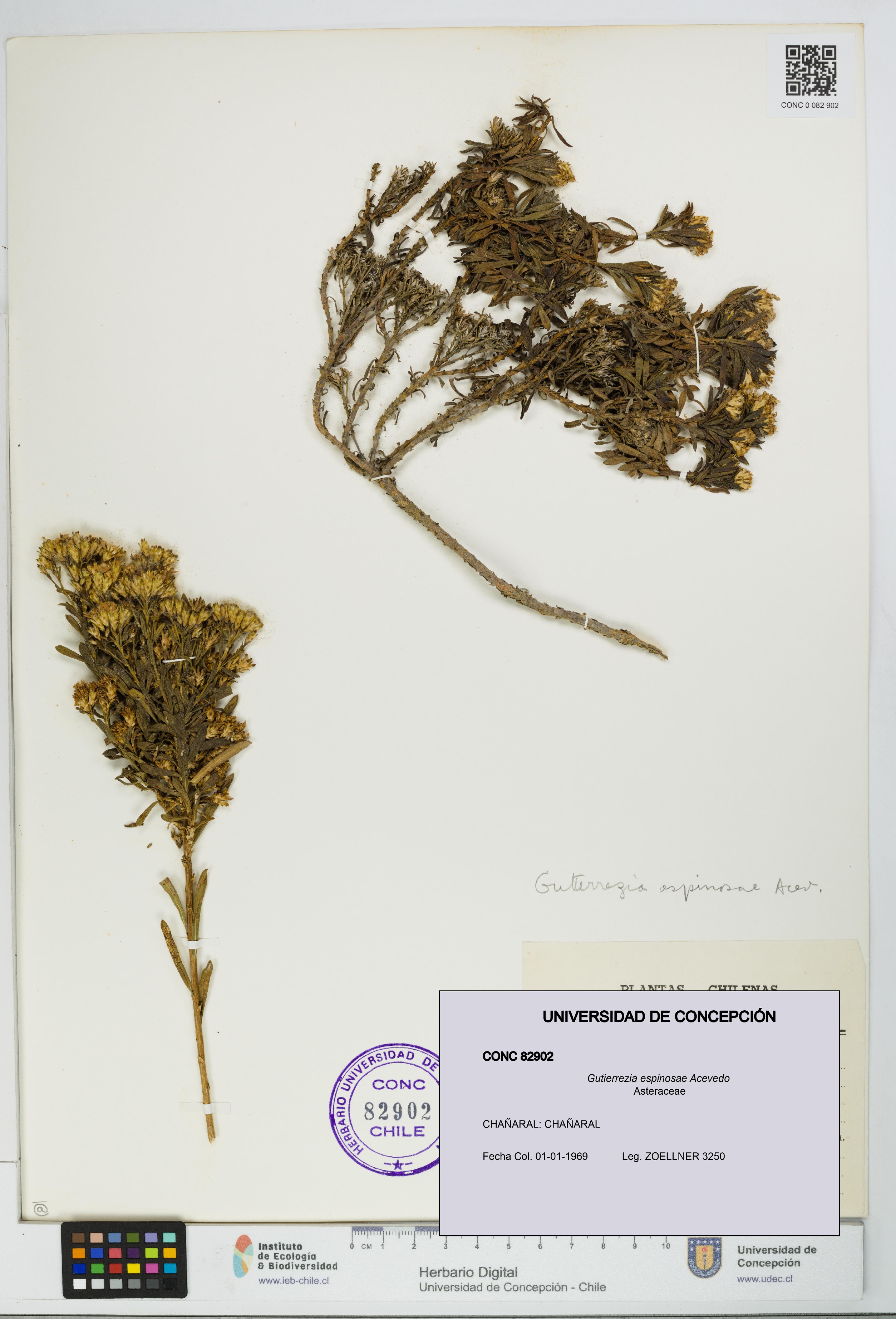 Gutierrezia espinosae [Espécimen: UDEC:CONC:0082902]