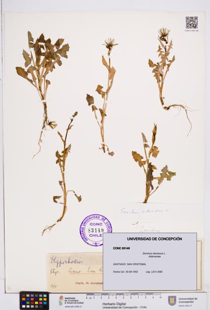 Sonchus oleraceus [Espécimen: ]