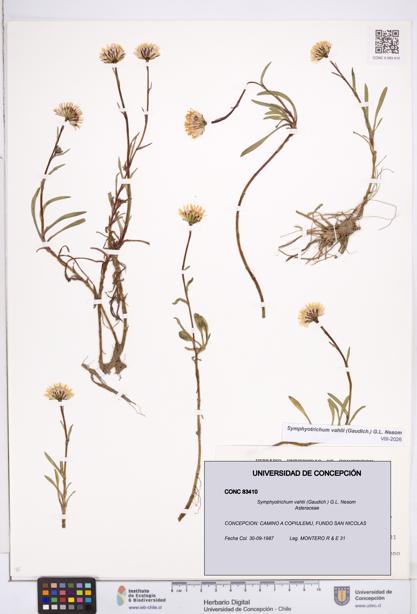 Symphyotrichum vahlii [Espécimen: ]