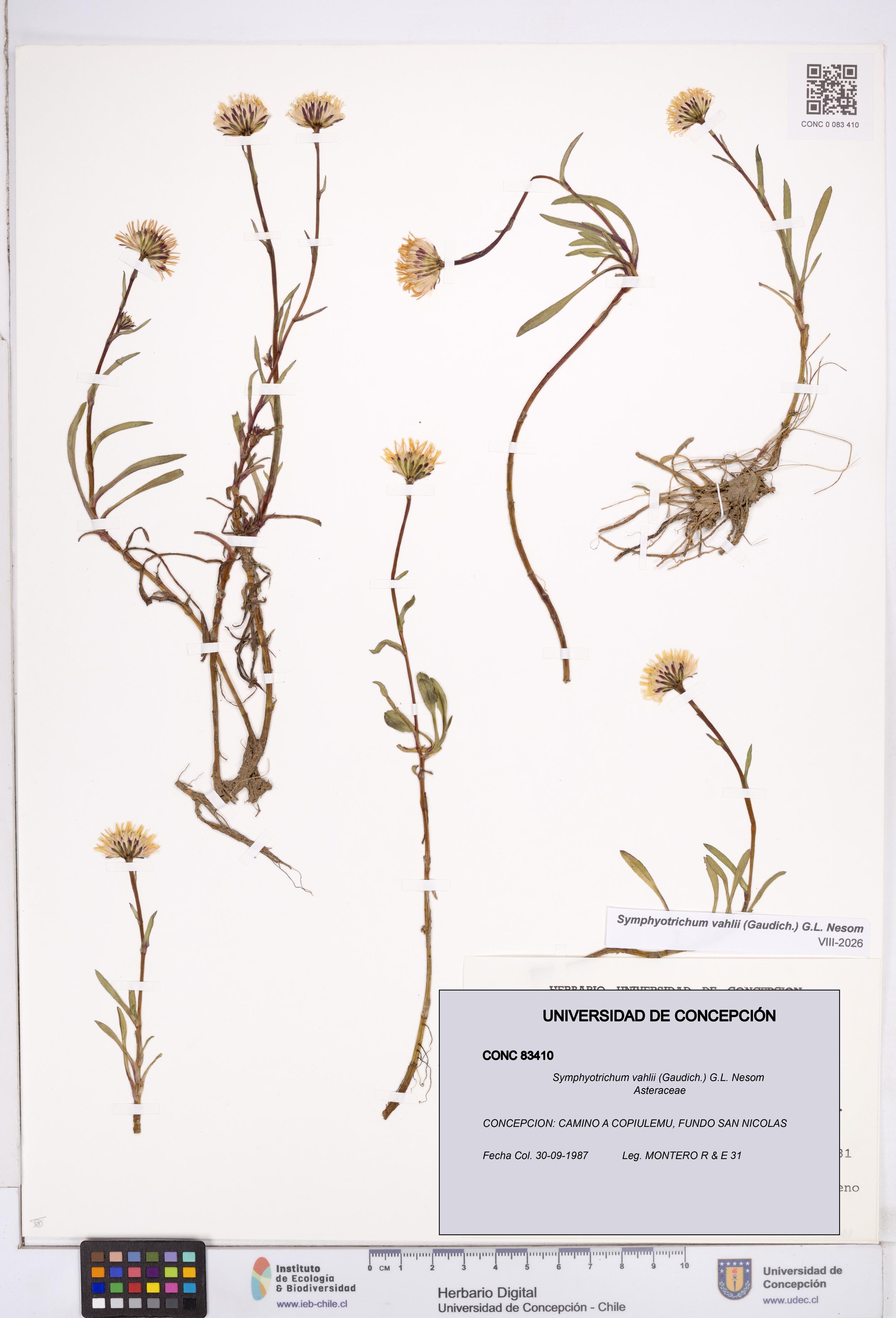 Symphyotrichum vahlii [Espécimen: ]