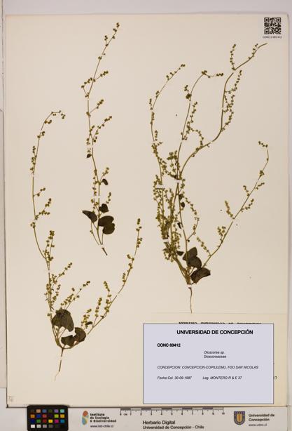 Dioscorea sp. [Espécimen: ]