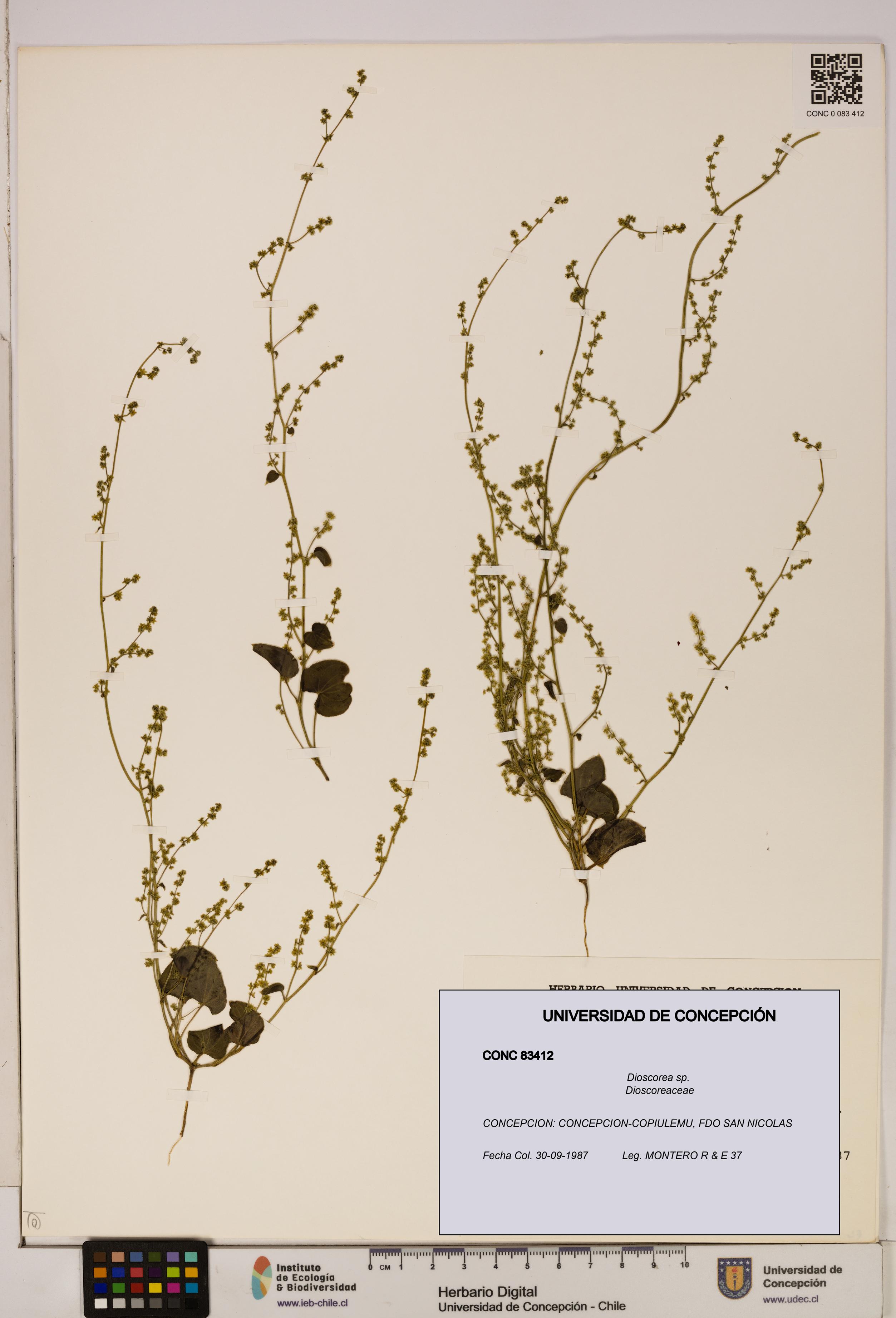 Dioscorea sp. [Espécimen: ]