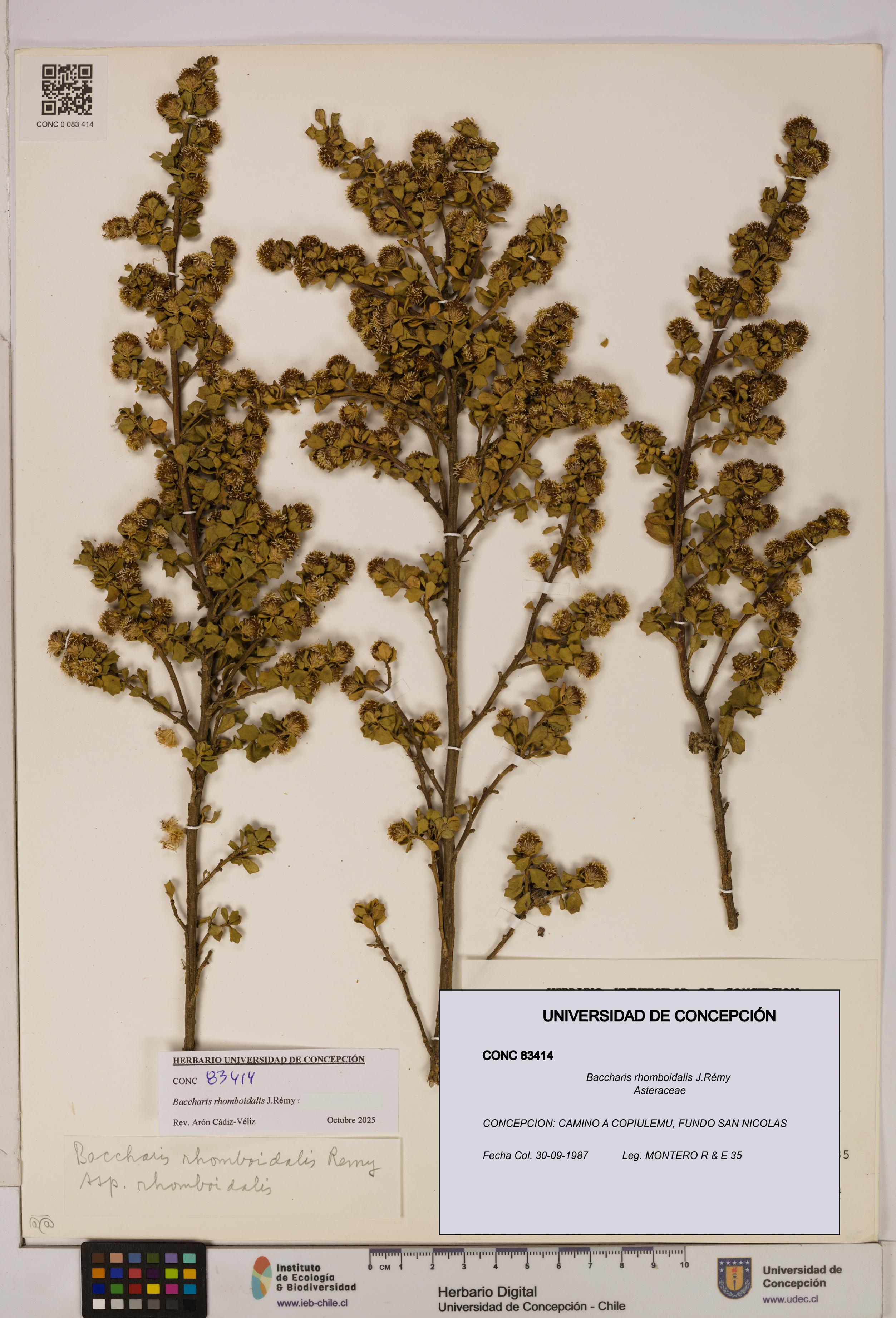 Baccharis rhomboidalis [Espécimen: UDEC:CONC:0083414]