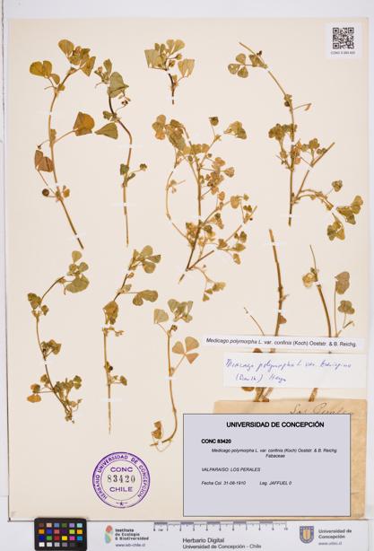 Medicago polymorpha var. confinis [Espécimen: ]