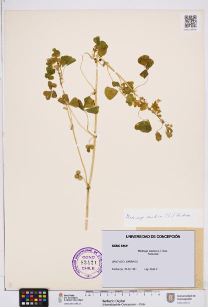 Medicago arabica [Espécimen: ]