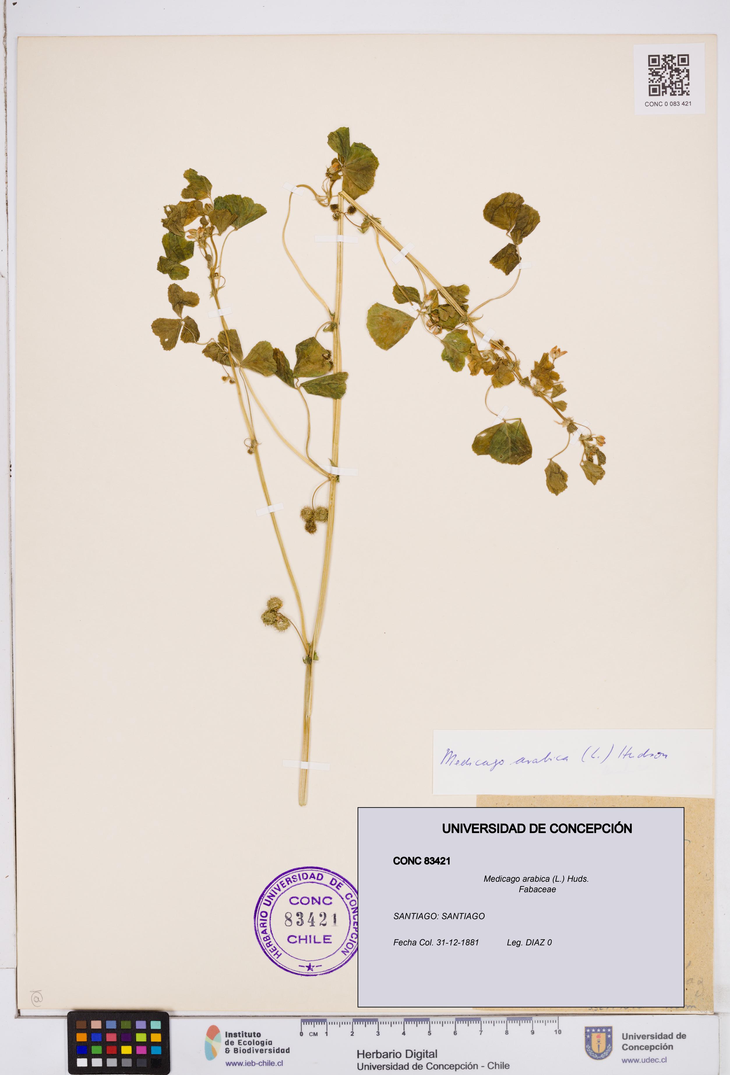 Medicago arabica [Espécimen: ]