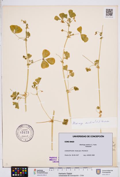 Medicago arabica [Espécimen: ]
