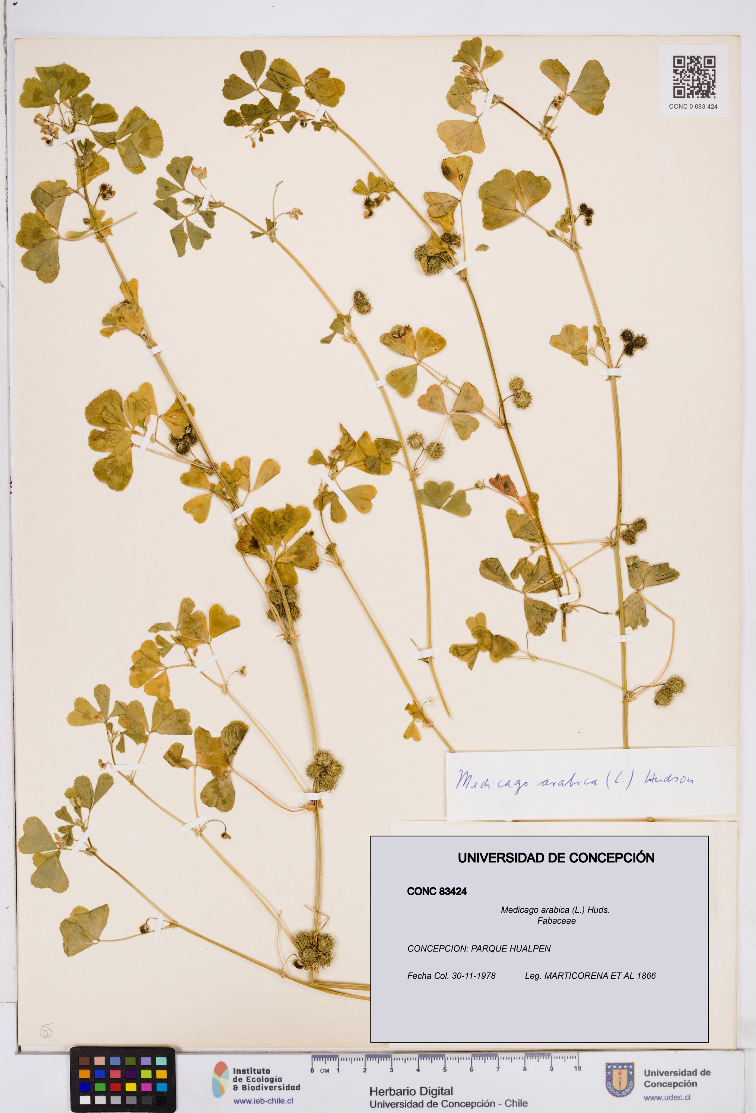 Medicago arabica [Espécimen: ]