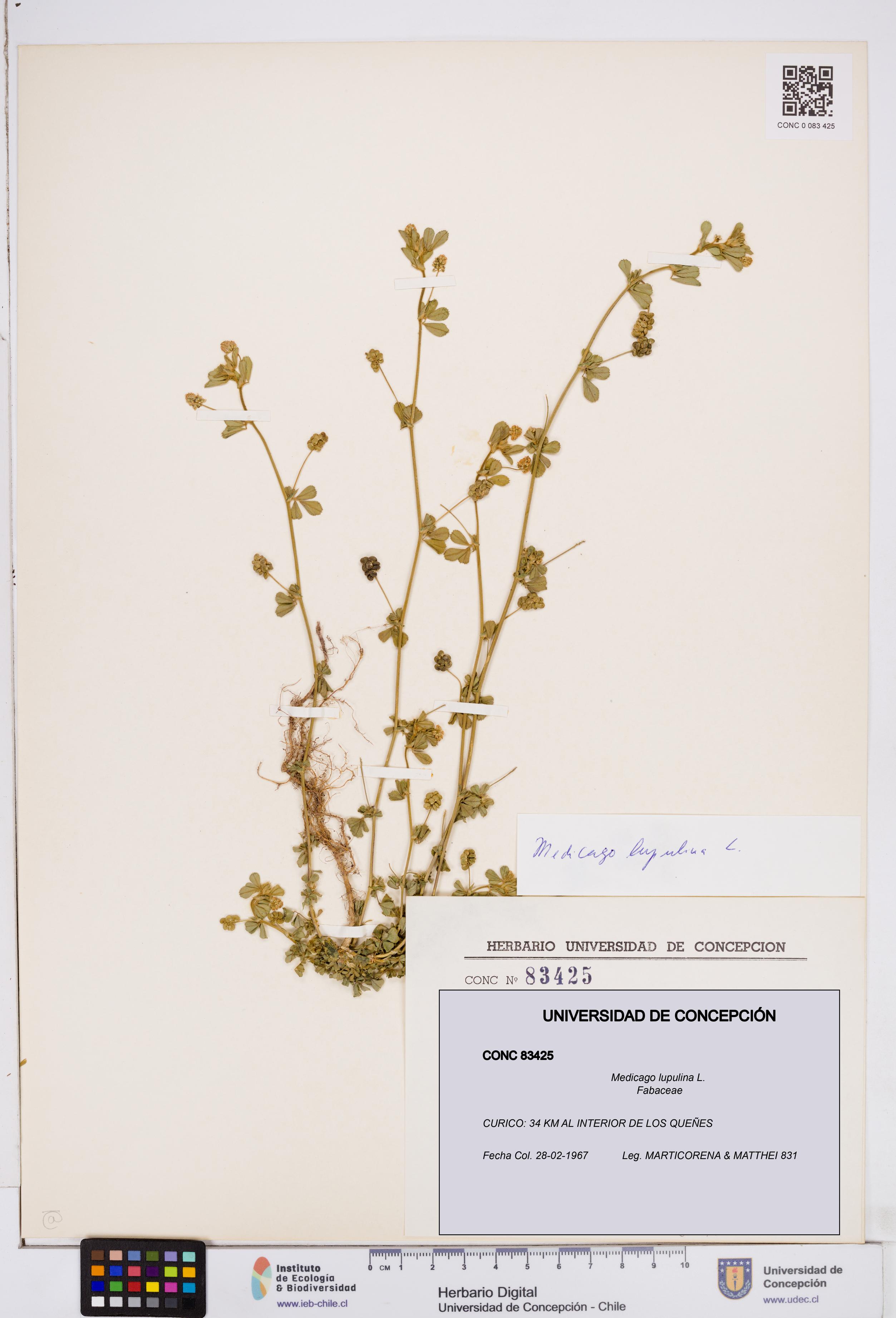 Medicago lupulina [Espécimen: ]
