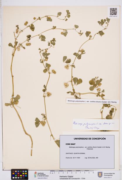 Medicago polymorpha var. confinis [Espécimen: ]