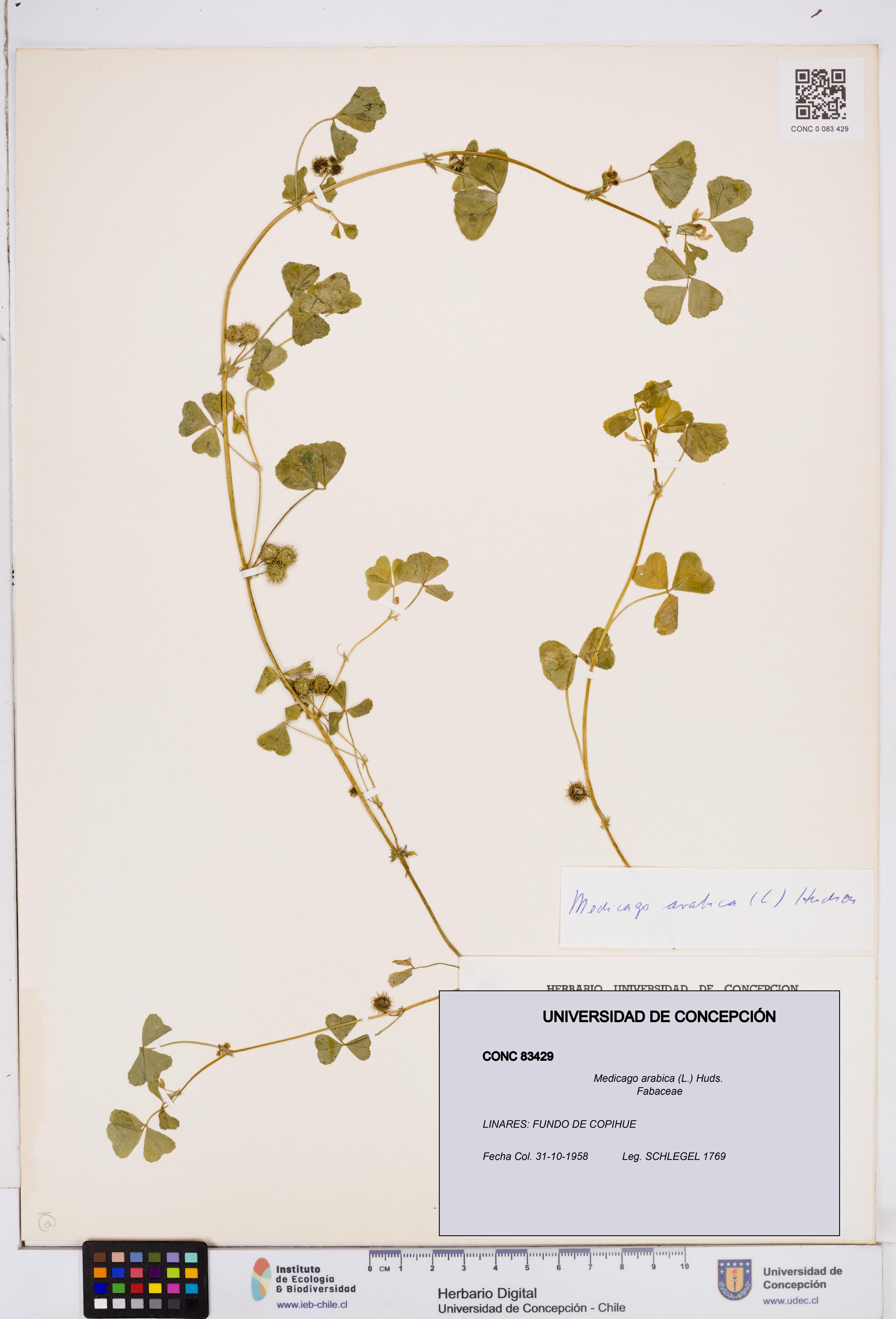 Medicago arabica [Espécimen: ]