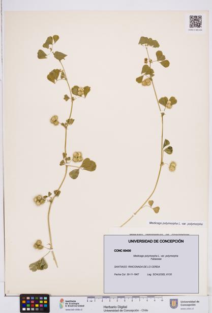 Medicago polymorpha var. polymorpha [Espécimen: ]
