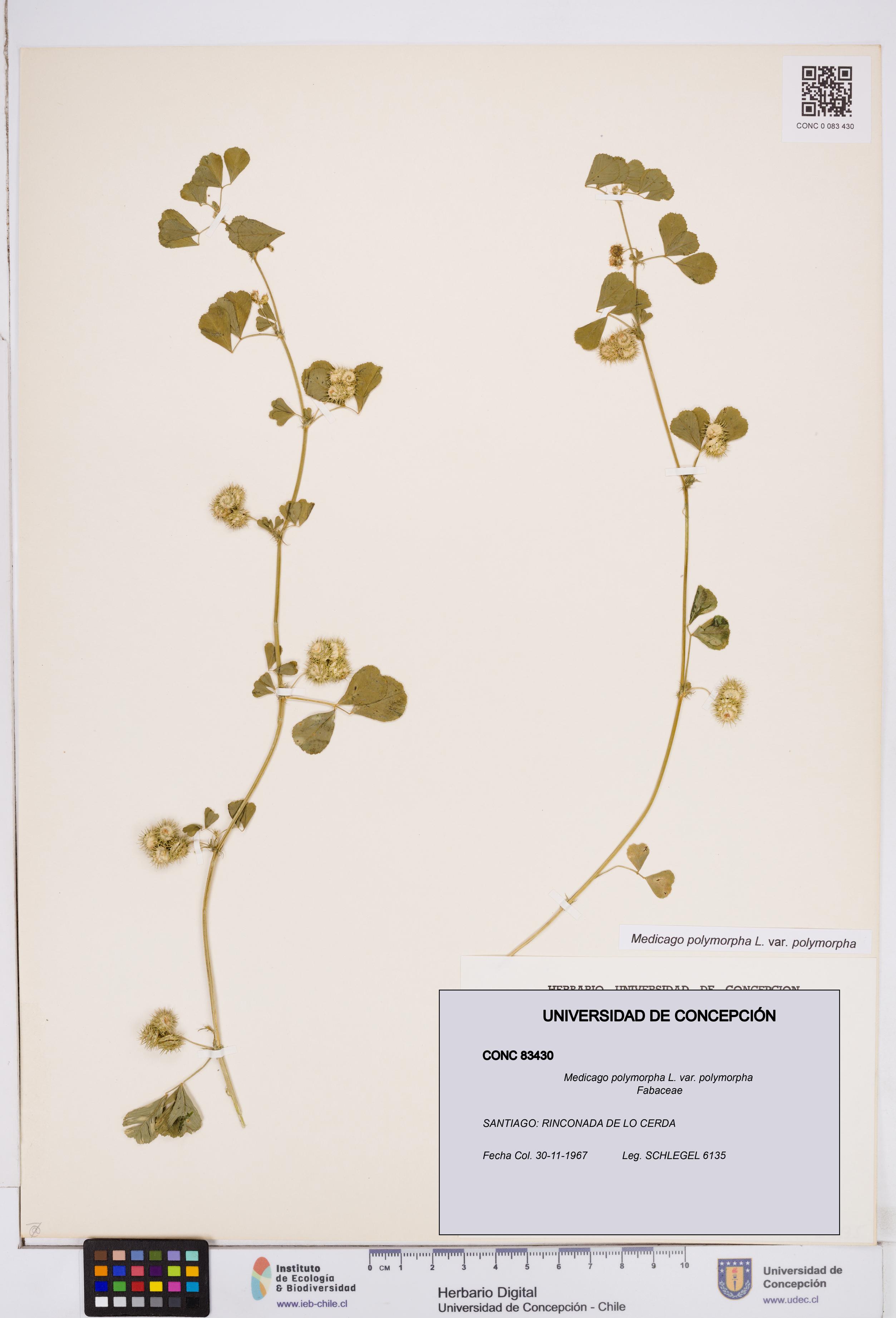 Medicago polymorpha var. polymorpha [Espécimen: ]
