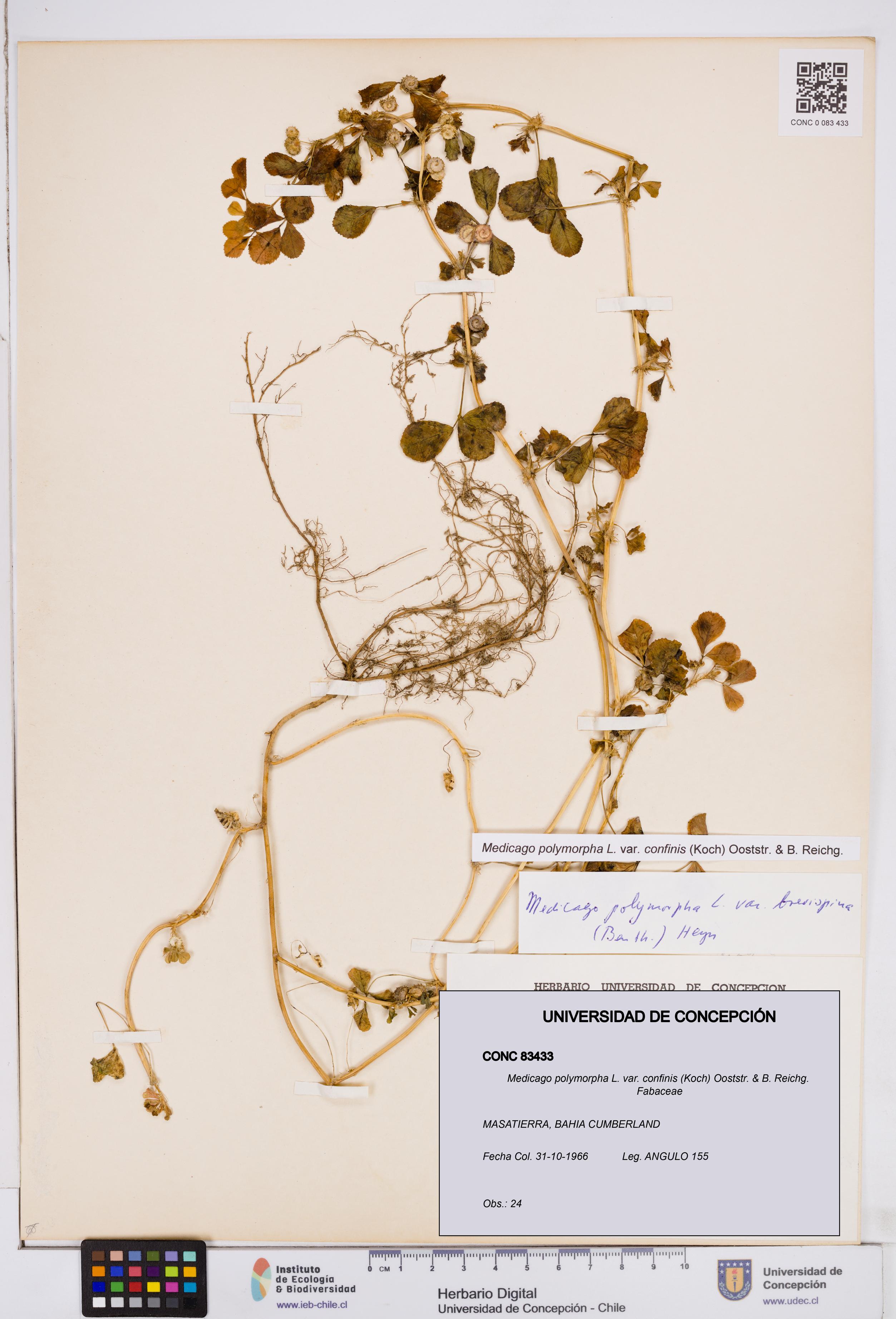 Medicago polymorpha var. confinis [Espécimen: ]