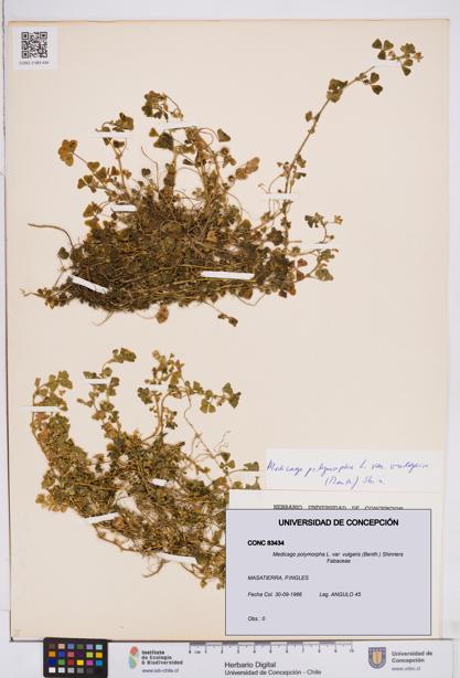 Medicago polymorpha var. vulgaris [Espécimen: ]