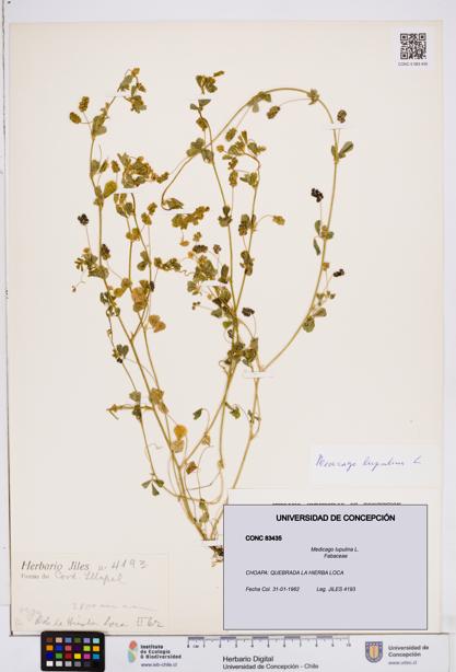 Medicago lupulina [Espécimen: ]