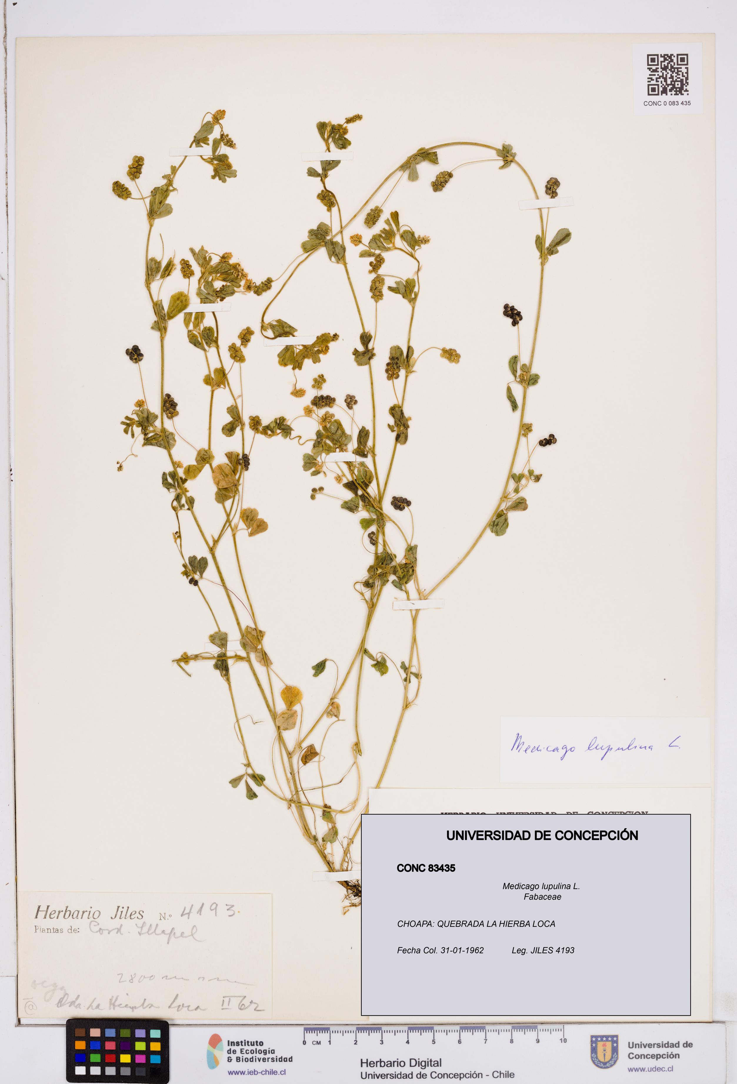 Medicago lupulina [Espécimen: ]