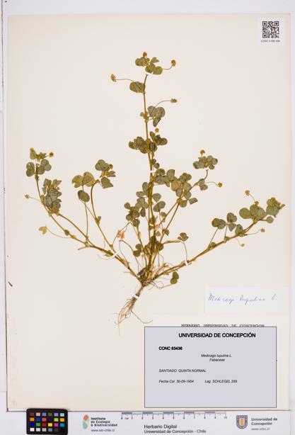 Medicago lupulina [Espécimen: ]