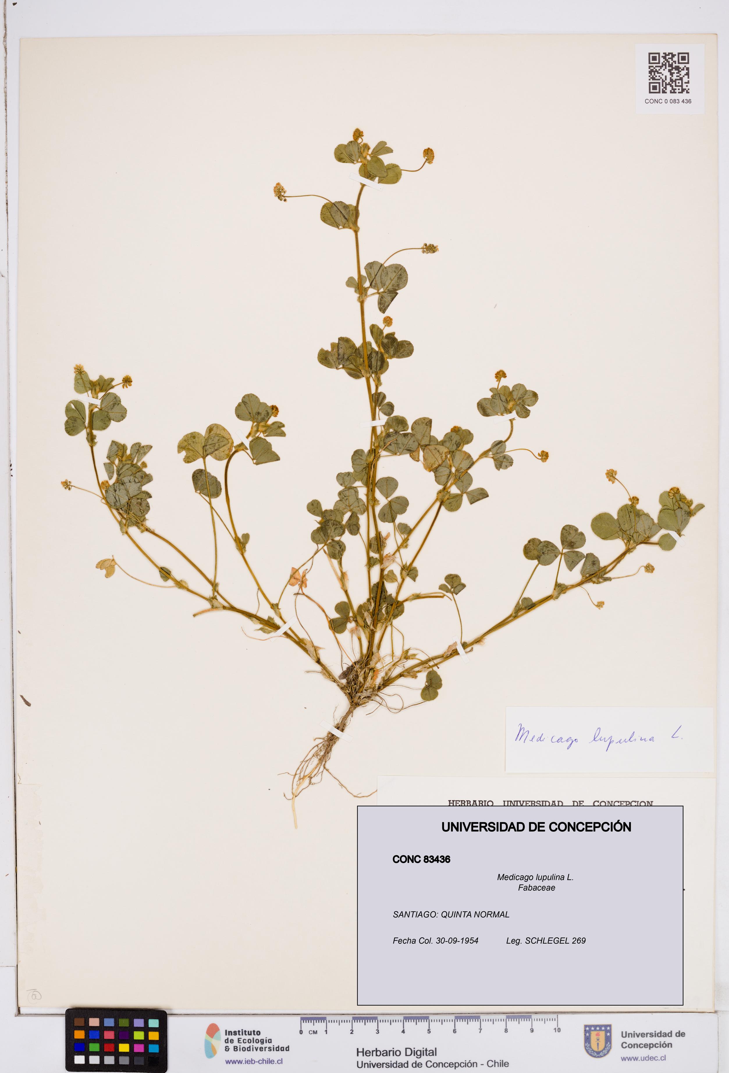 Medicago lupulina [Espécimen: ]