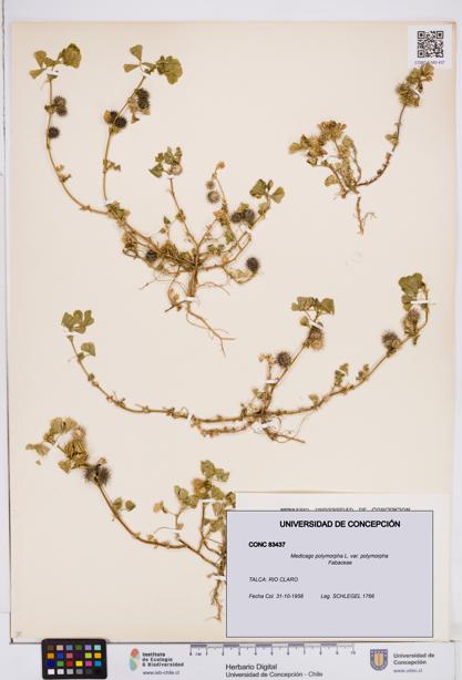 Medicago polymorpha var. polymorpha [Espécimen: ]