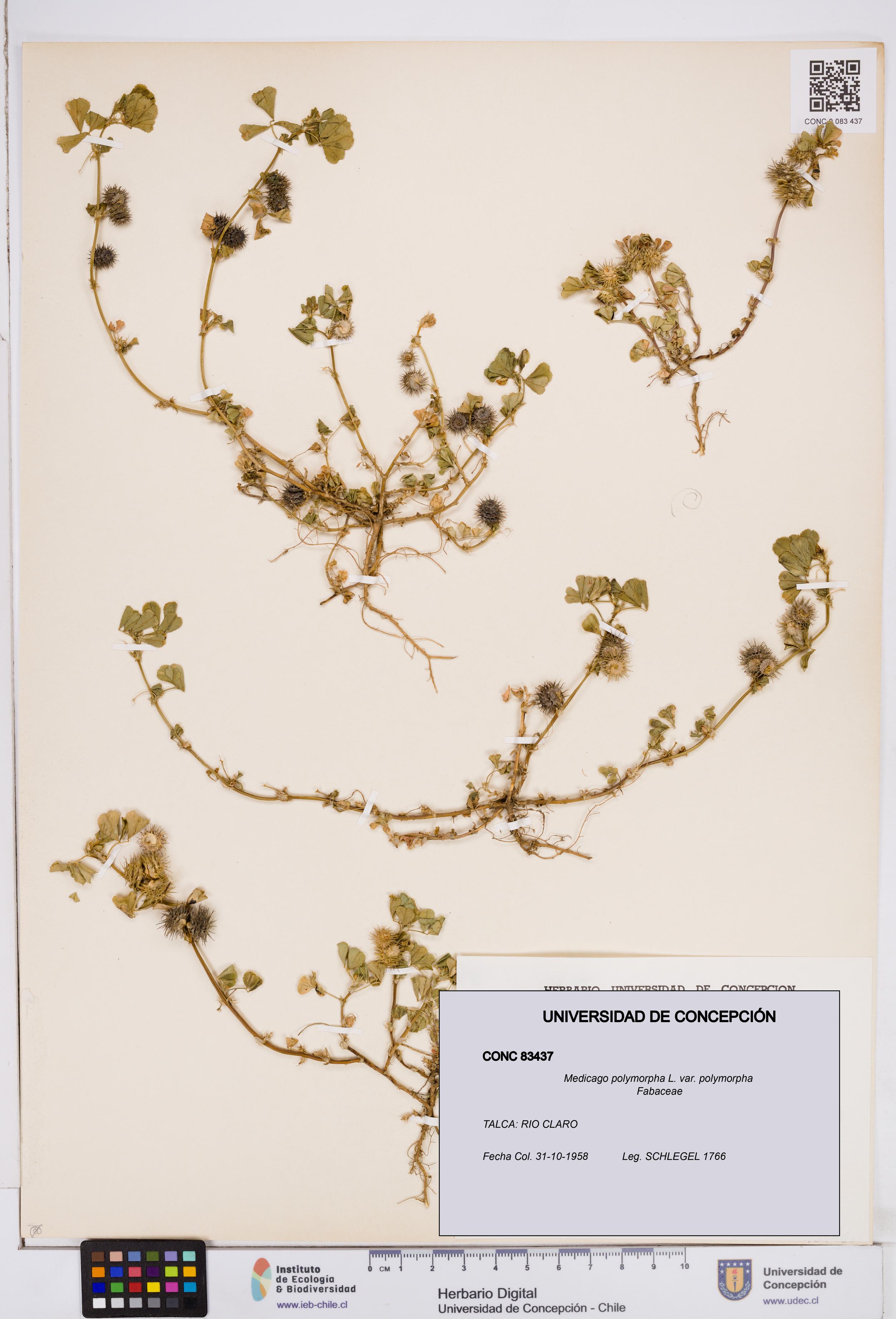 Medicago polymorpha var. polymorpha [Espécimen: ]
