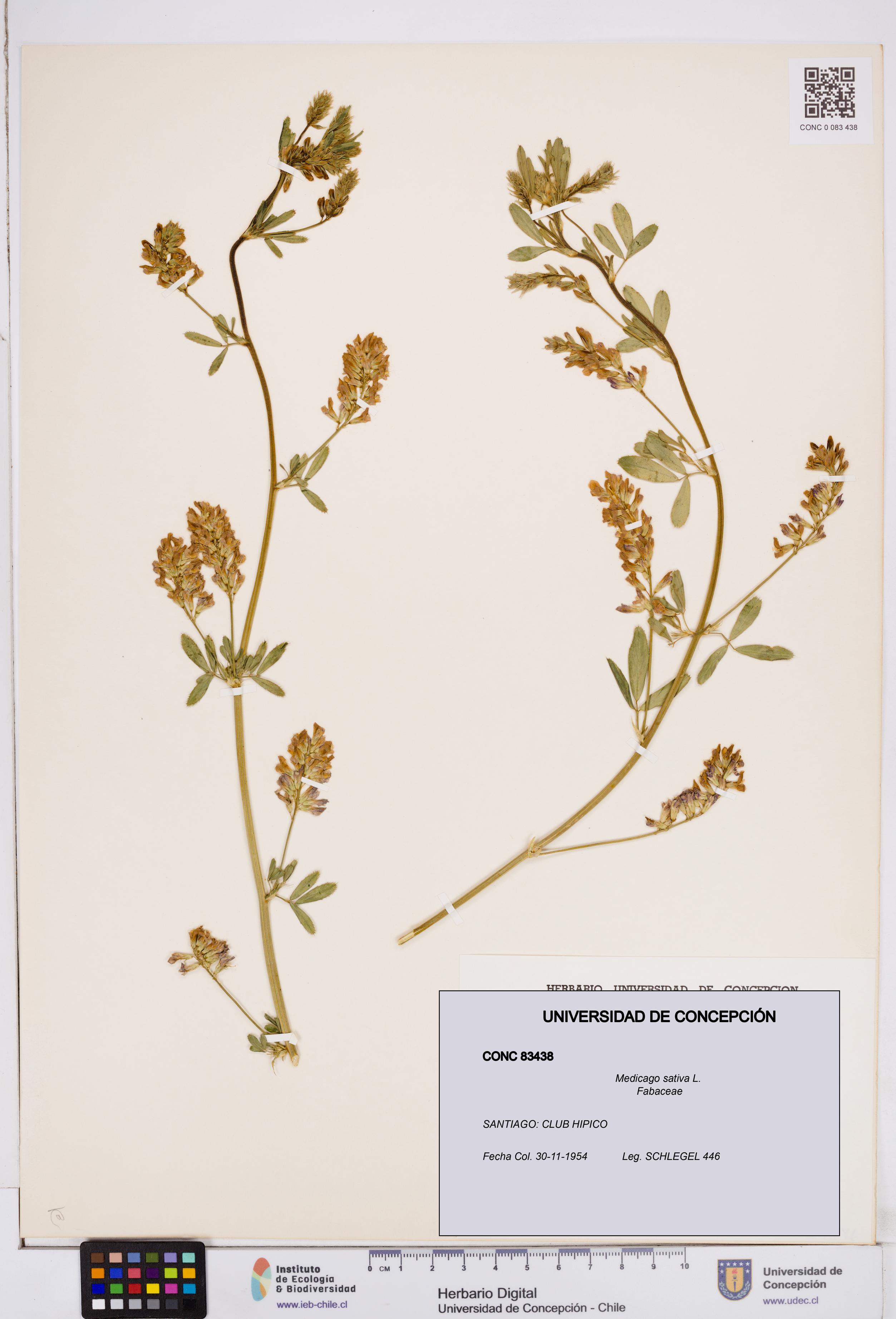 Medicago sativa [Espécimen: ]
