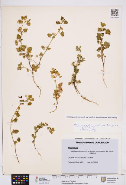 Medicago polymorpha var. confinis [Espécimen: ]