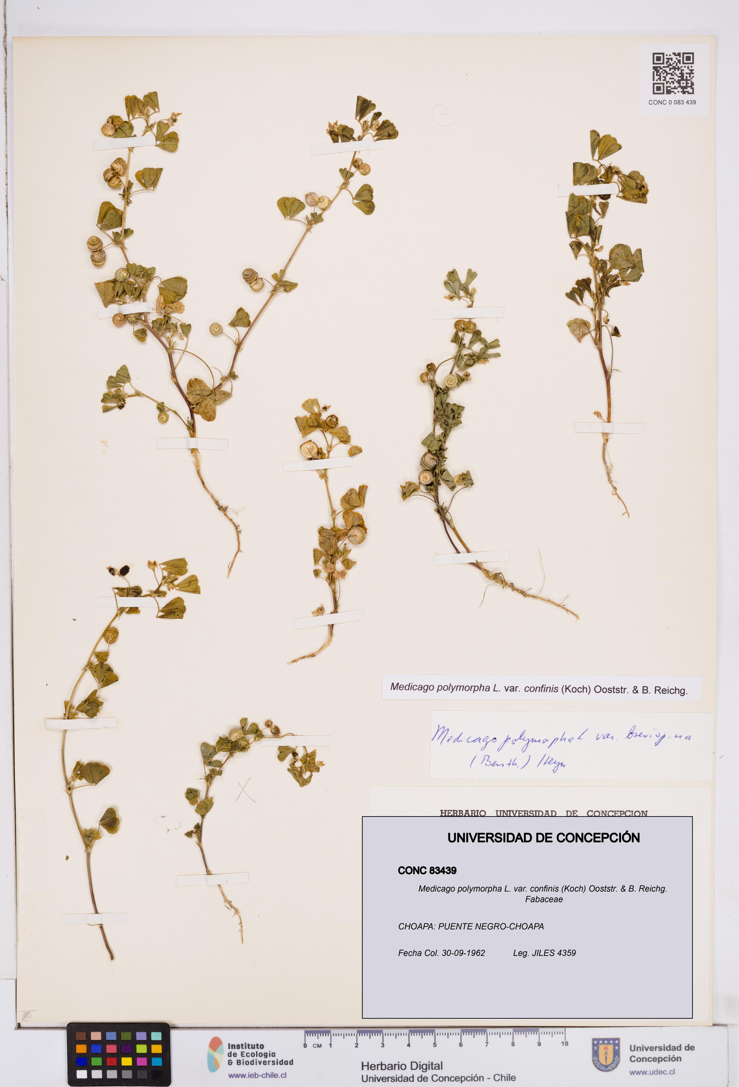 Medicago polymorpha var. confinis [Espécimen: ]
