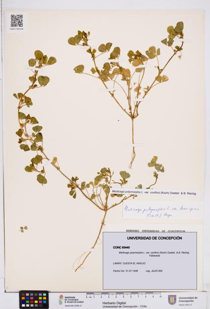 Medicago polymorpha var. confinis [Espécimen: ]