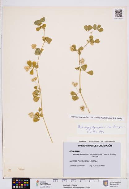 Medicago polymorpha var. confinis [Espécimen: ]