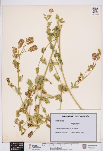 Medicago sativa [Espécimen: ]