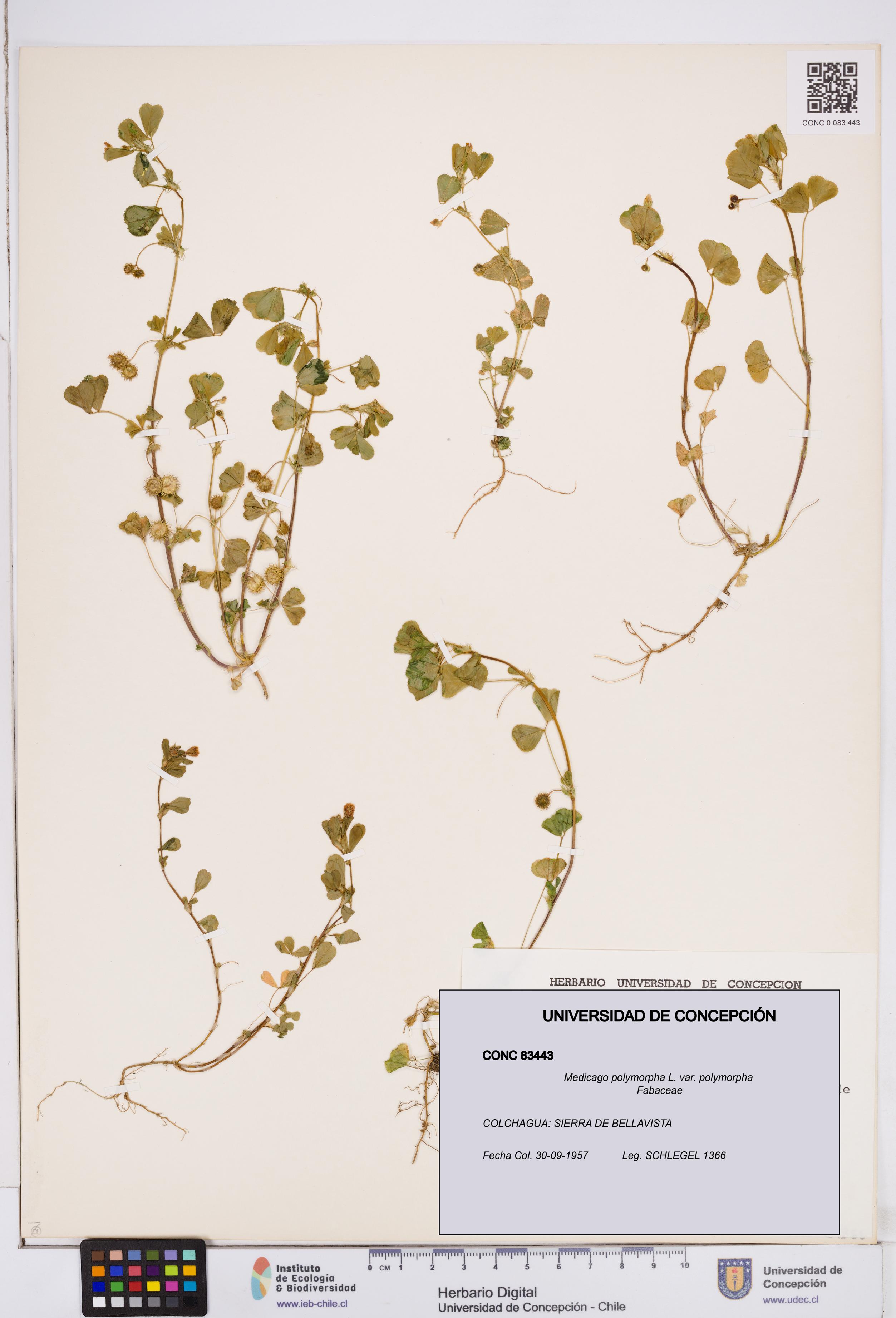 Medicago polymorpha [Espécimen: ]