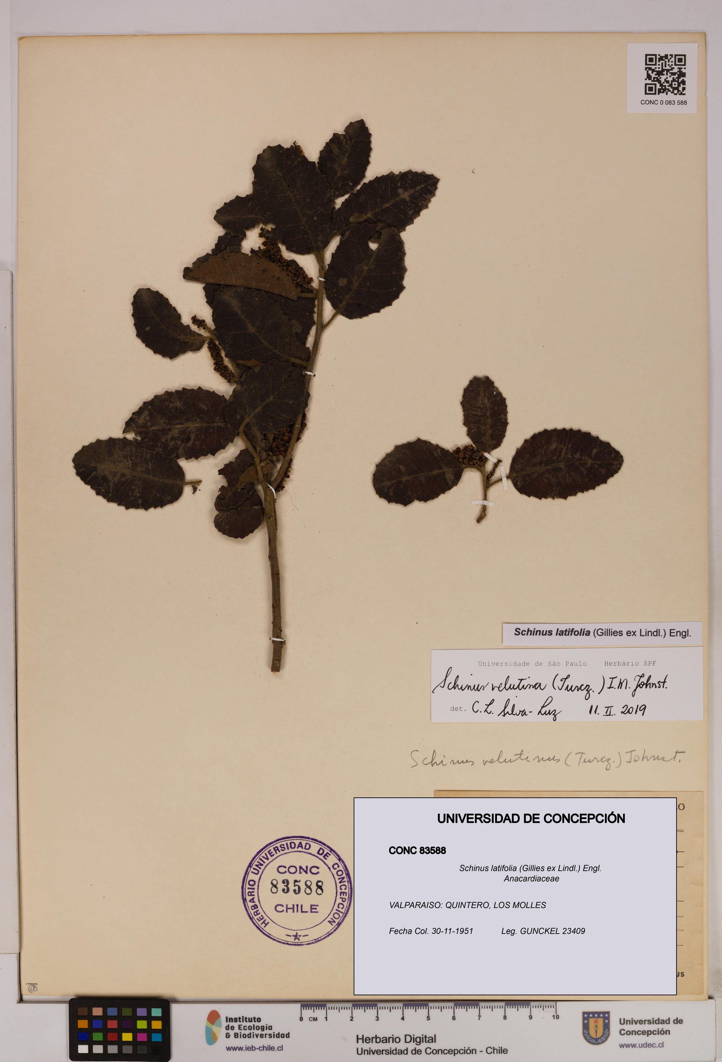 Schinus latifolia [Espécimen: UDEC:CONC:0083588]