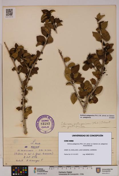 Schinus patagonica [Espécimen: UDEC:CONC:0083592]