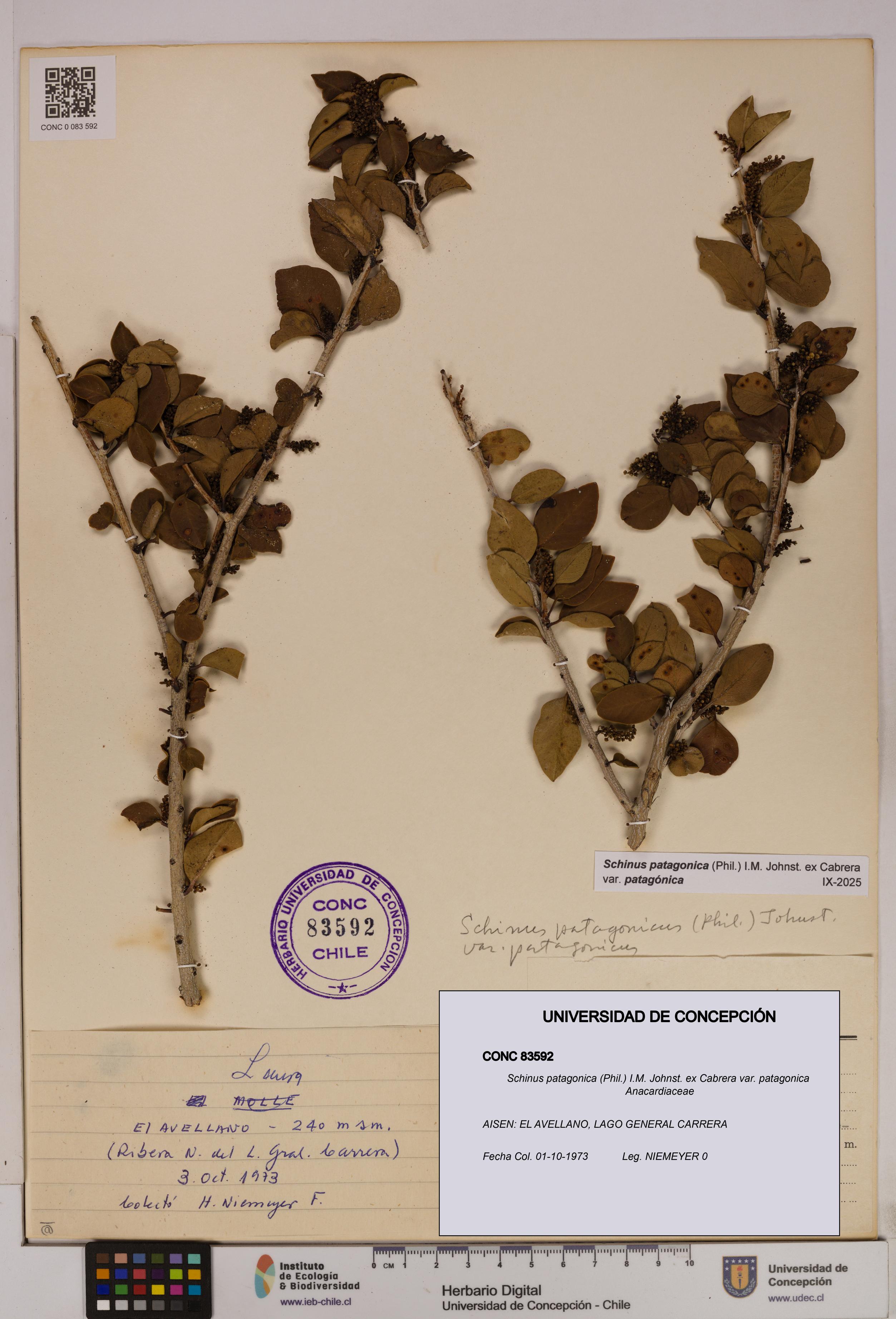 Schinus patagonica [Espécimen: UDEC:CONC:0083592]