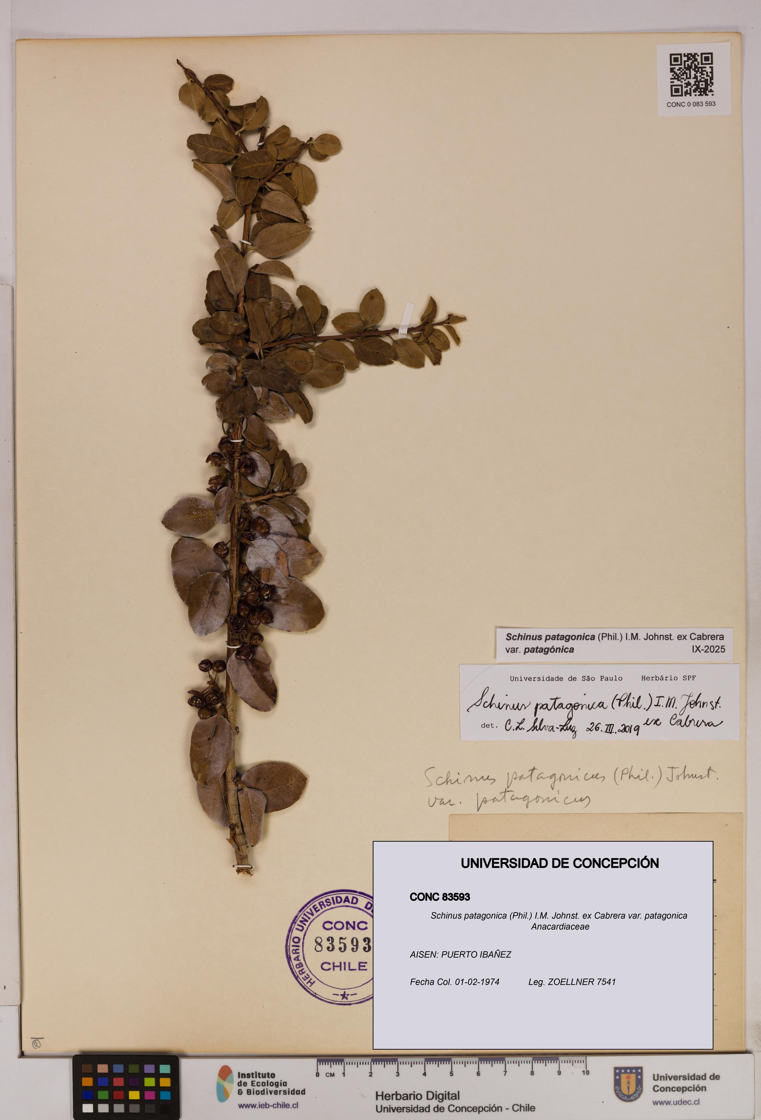 Schinus patagonica [Espécimen: UDEC:CONC:0083593]