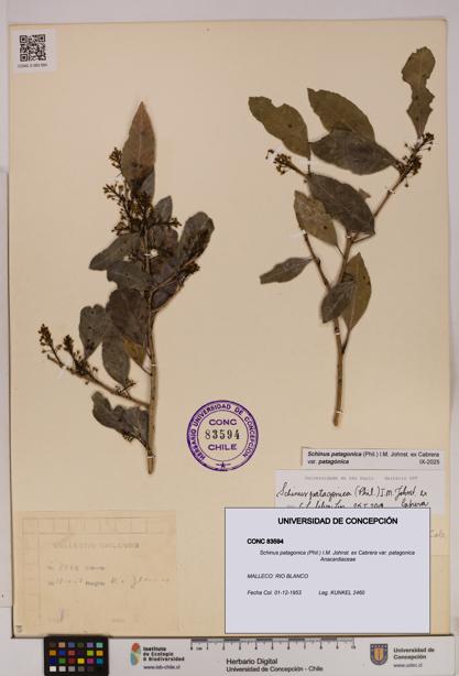 Schinus patagonica [Espécimen: UDEC:CONC:0083594]