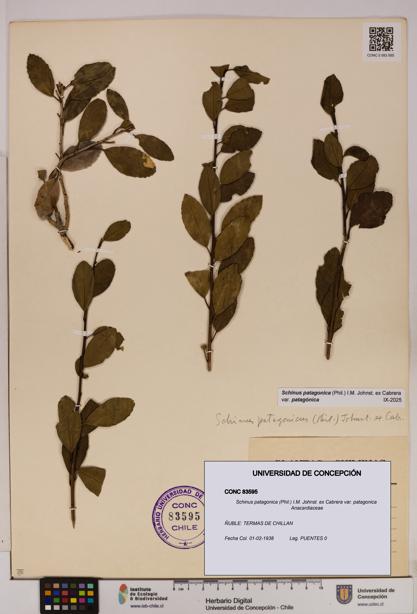 Schinus patagonica [Espécimen: UDEC:CONC:0083595]