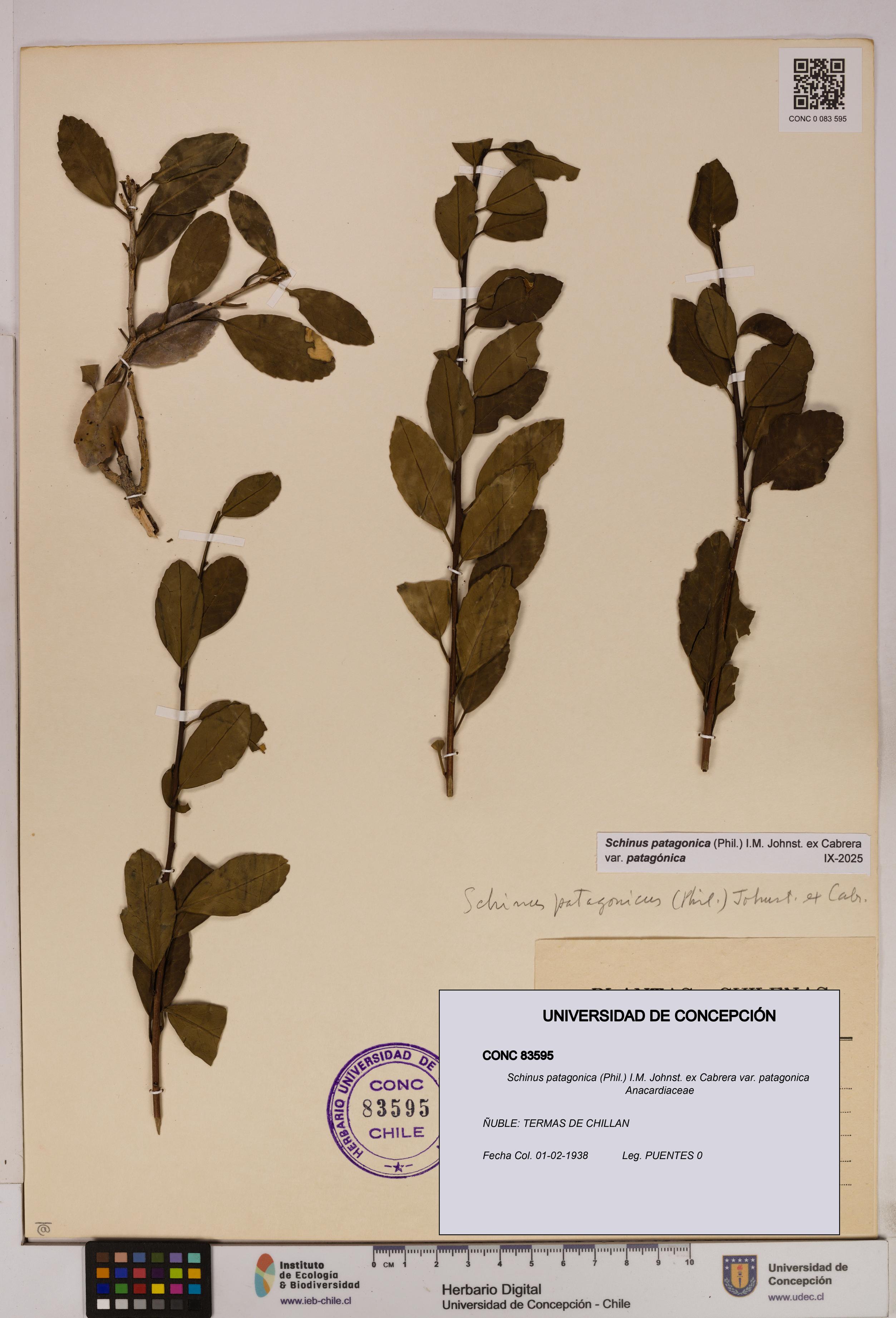 Schinus patagonica [Espécimen: UDEC:CONC:0083595]
