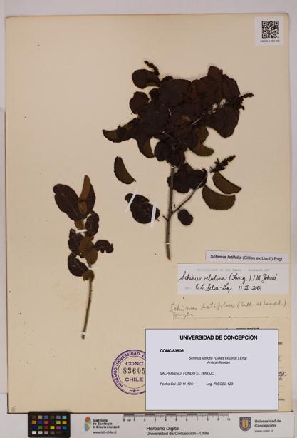 Schinus latifolia [Espécimen: UDEC:CONC:0083605]
