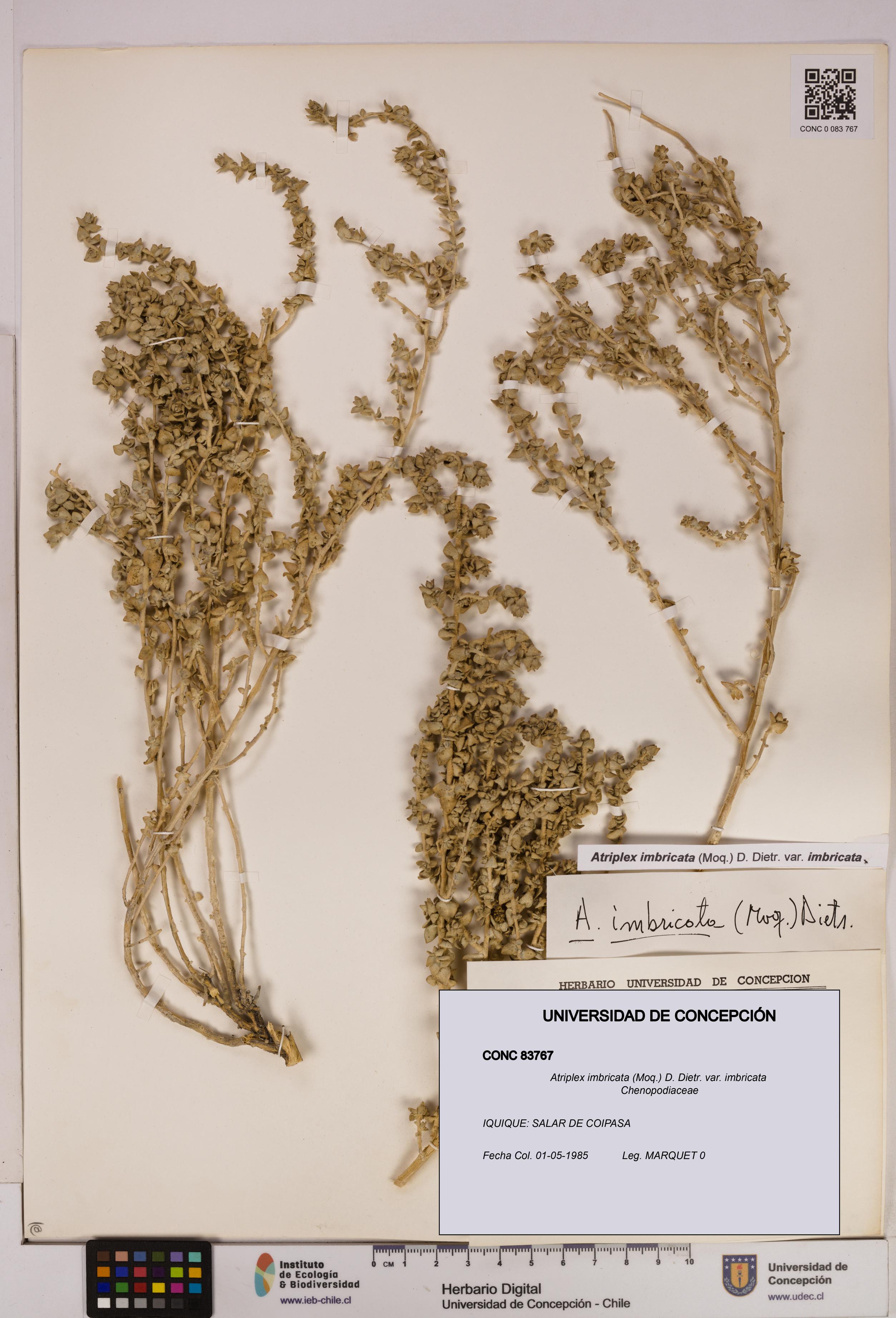 Atriplex imbricata [Espécimen: UDEC:CONC:0083767]