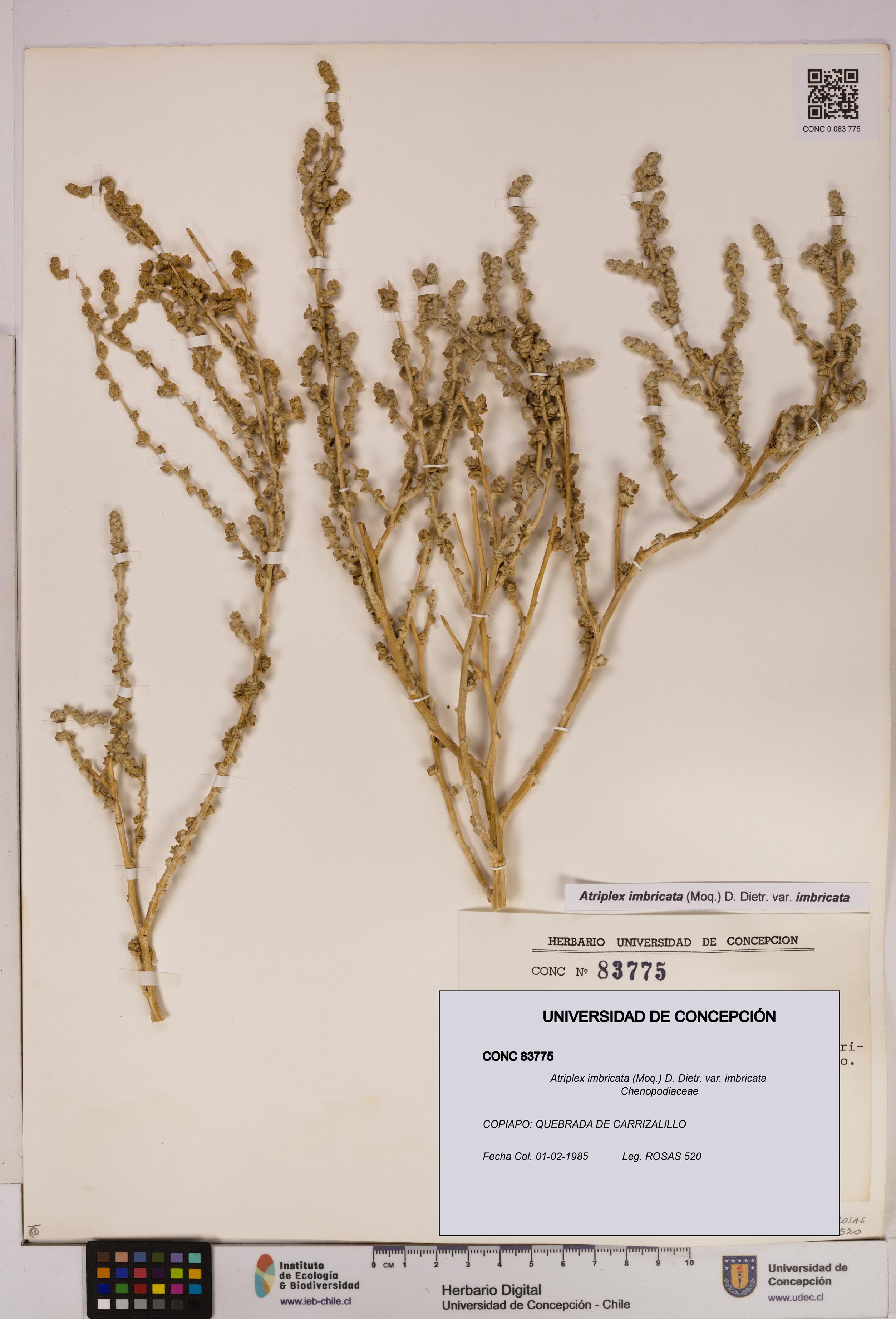 Atriplex imbricata [Espécimen: UDEC:CONC:0083775]