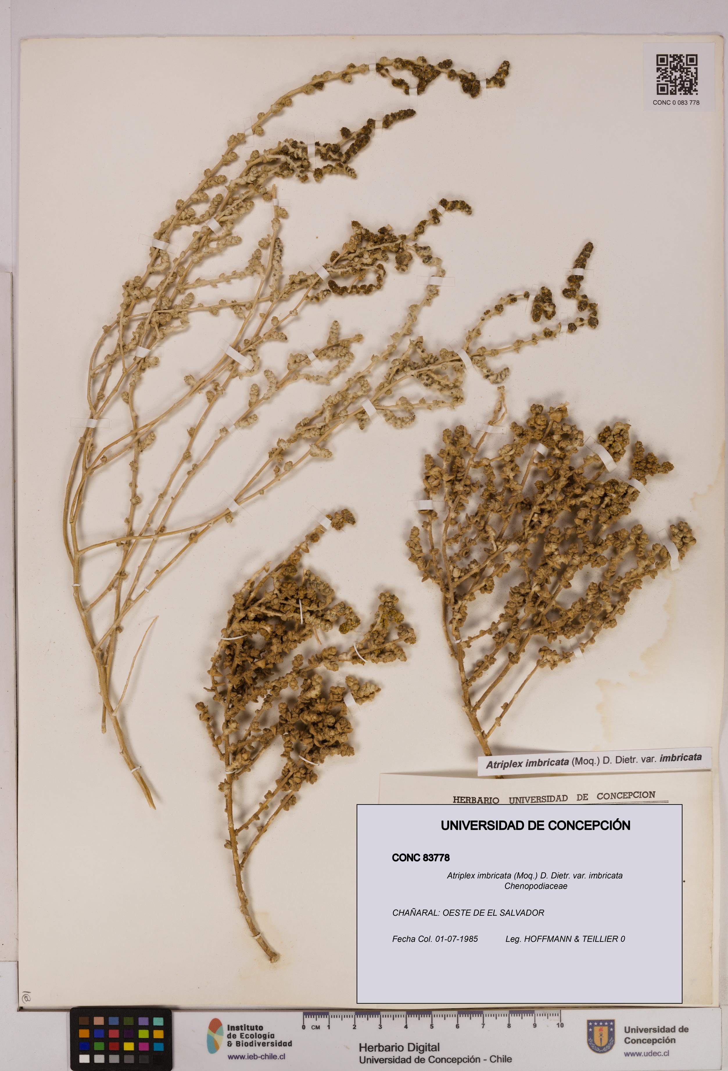 Atriplex imbricata [Espécimen: UDEC:CONC:0083778]