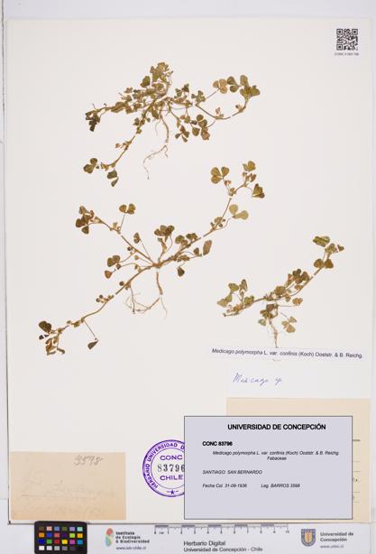 Medicago polymorpha var. confinis [Espécimen: ]