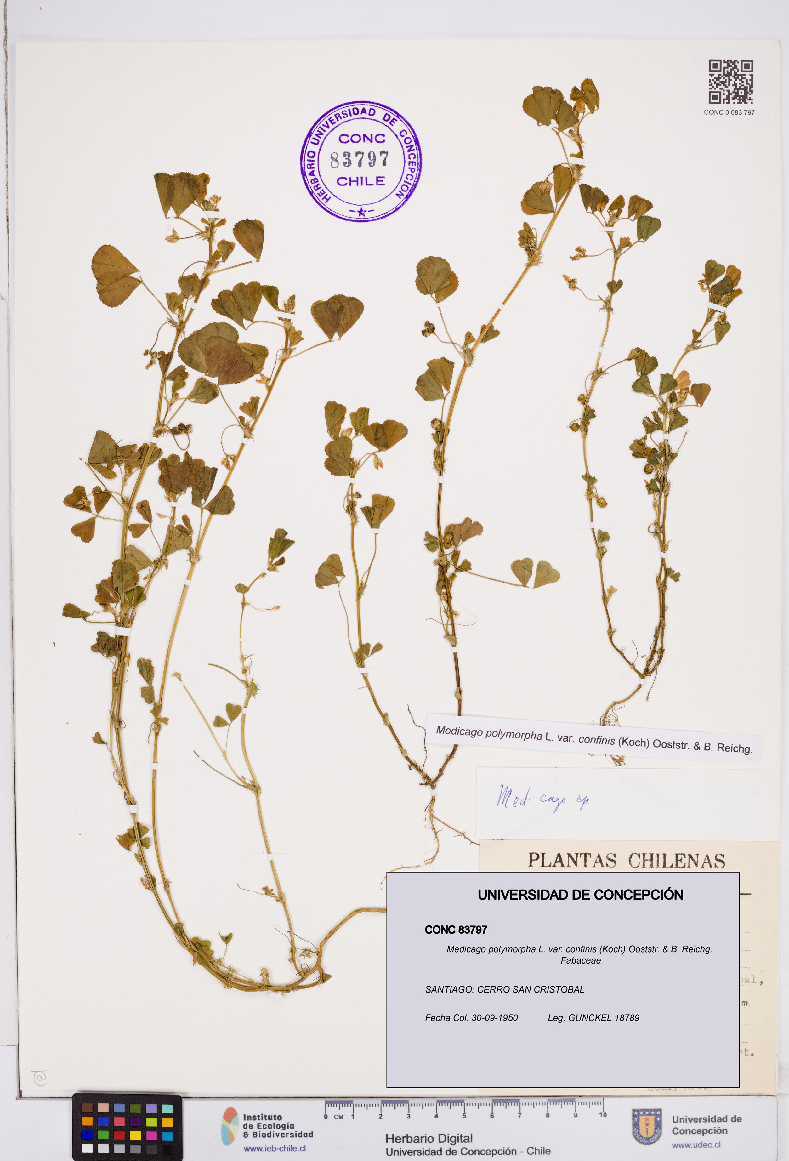 Medicago polymorpha var. confinis [Espécimen: ]