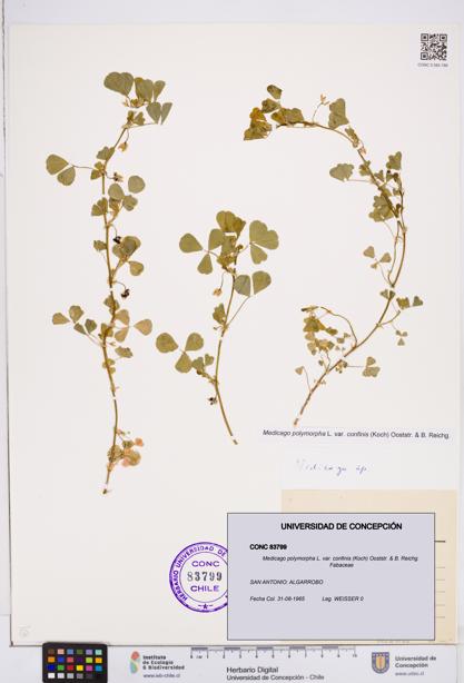 Medicago polymorpha var. confinis [Espécimen: ]