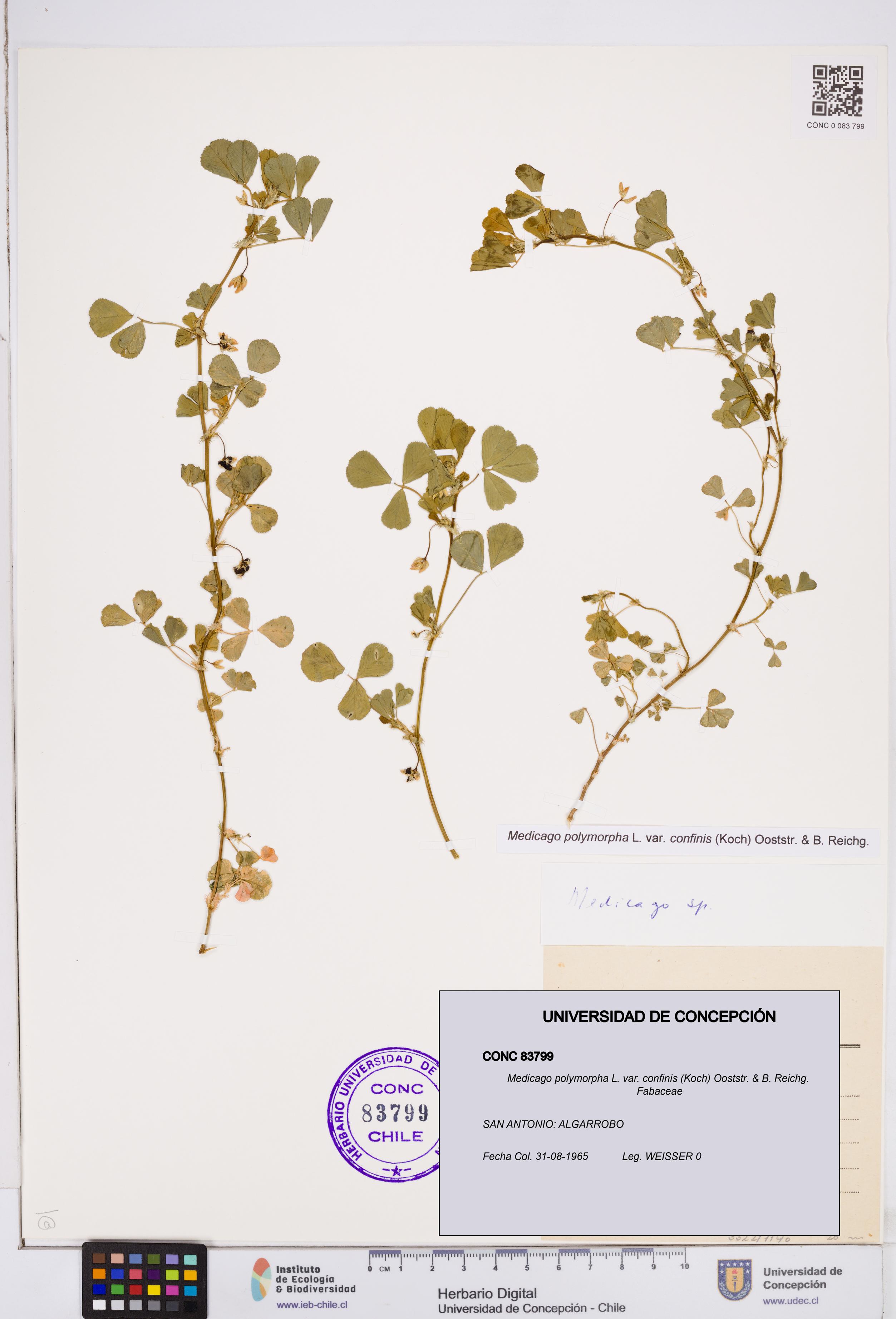 Medicago polymorpha var. confinis [Espécimen: ]